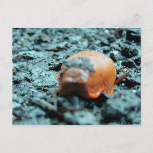 Postkarte - Nacktschnecke II Postcard