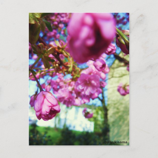 Postkarte - Rosa Blumen Postcard (Front)