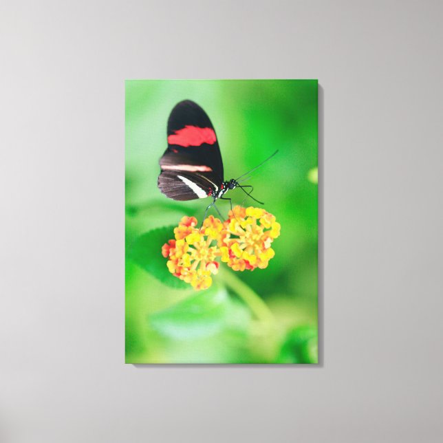 Postman rosina butterfly collecting nectar from canvas print (Front)