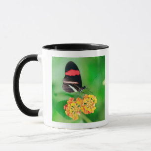 Postman rosina butterfly collecting nectar from mug