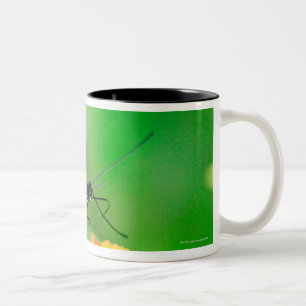 Postman rosina butterfly collecting nectar from Two-Tone coffee mug
