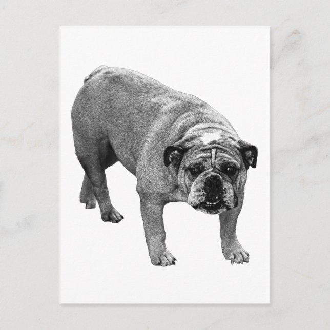 Postmark Bulldog Joy Postcard (Front)