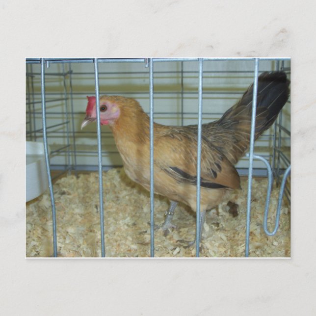 Posturing Chicken Postcard (Front)