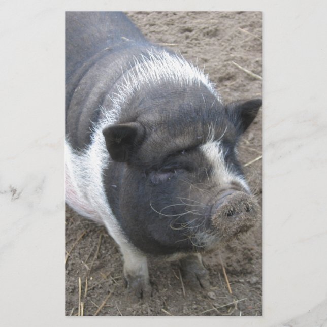 Pot Bellied Pig (Front)