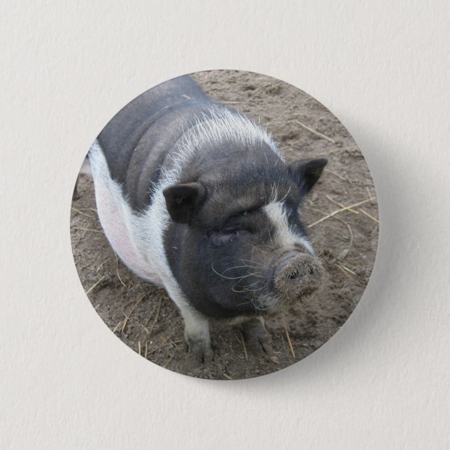 Pot Bellied Pig 2 Inch Round Button (Front)