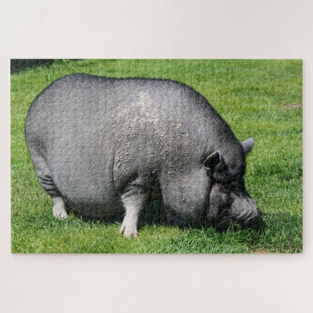Pot bellied pig on the grass jigsaw puzzle (Horizontal)