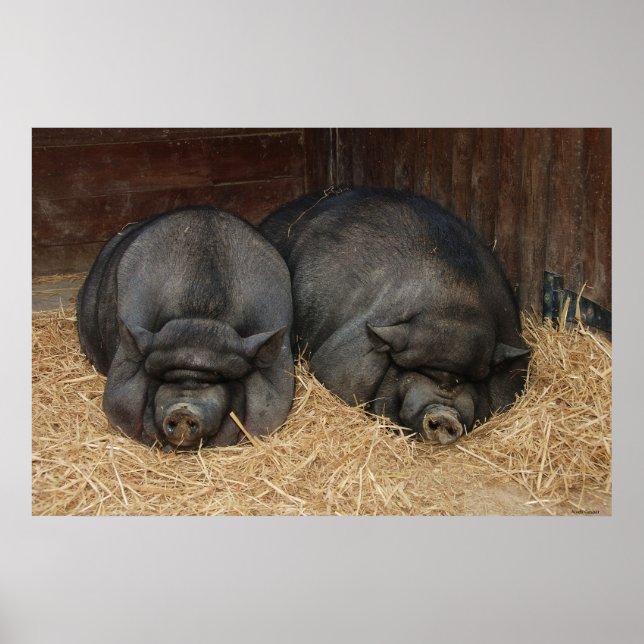 Pot Bellied Pigs Huge Poster Print (Front)
