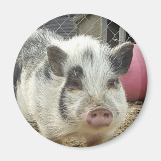 pot belly pig magnet