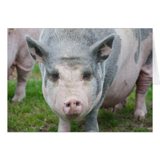 Pot Belly Pig, Norfolk UK