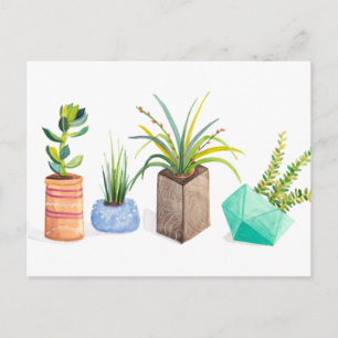 Pot of Succulents Postcard