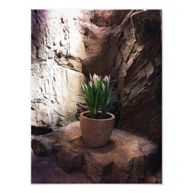Pot of Tulips in a Grotto Photo Print (Front)