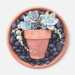 Pot succulent dans un aimant de pot