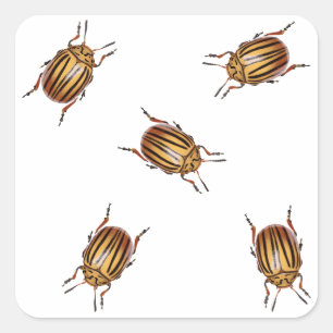 Potato beetles square sticker