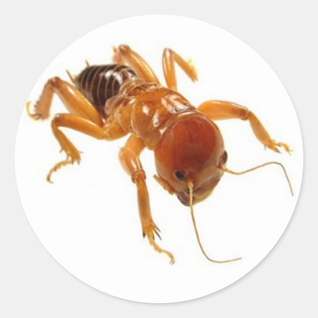 Potato Bug Classic Round Sticker (Front)