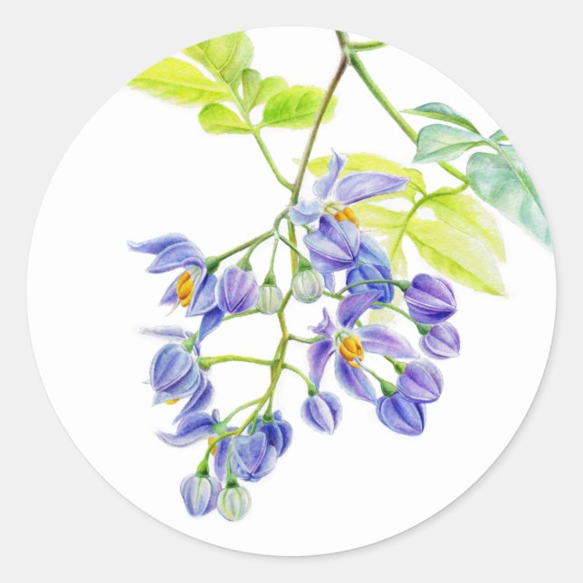 Potato creeper vine art floral sticker (Front)
