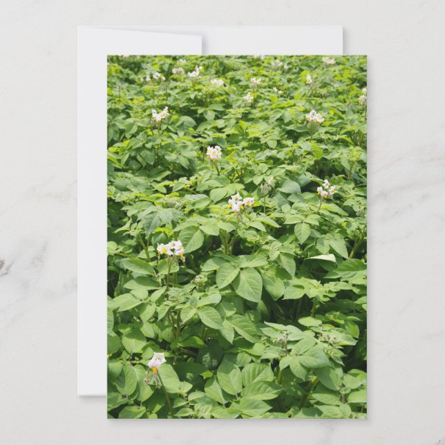 Potato field (Front)