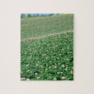 Potato Field 3 Jigsaw Puzzle