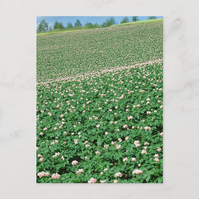Potato Field 3 Postcard (Front)