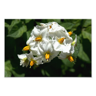 Potato Flowers Print