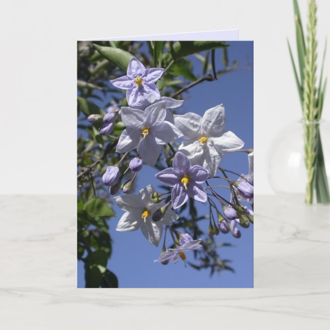 Potato Vine Card (Front)