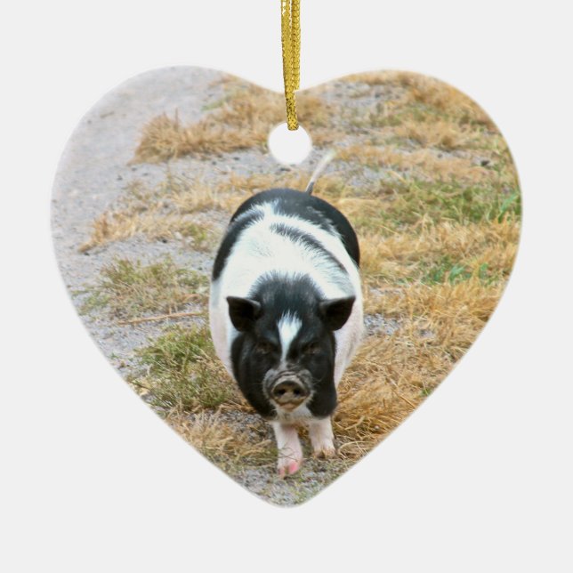 Potbelly Pig | Cute Farm Animal Photo Ceramic Ornament (Front)