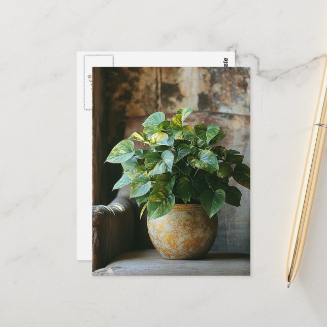 Pothos Plant in a Chair Postcard (Front/Back In Situ)