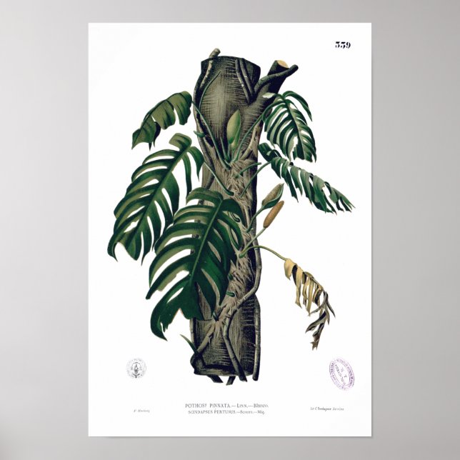 POTHOS ? Poster de la feuille tropicale botanique  (Devant)