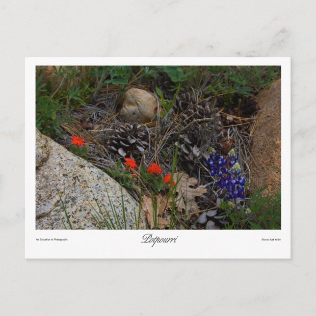 Potpourri Print Postcard (Front)