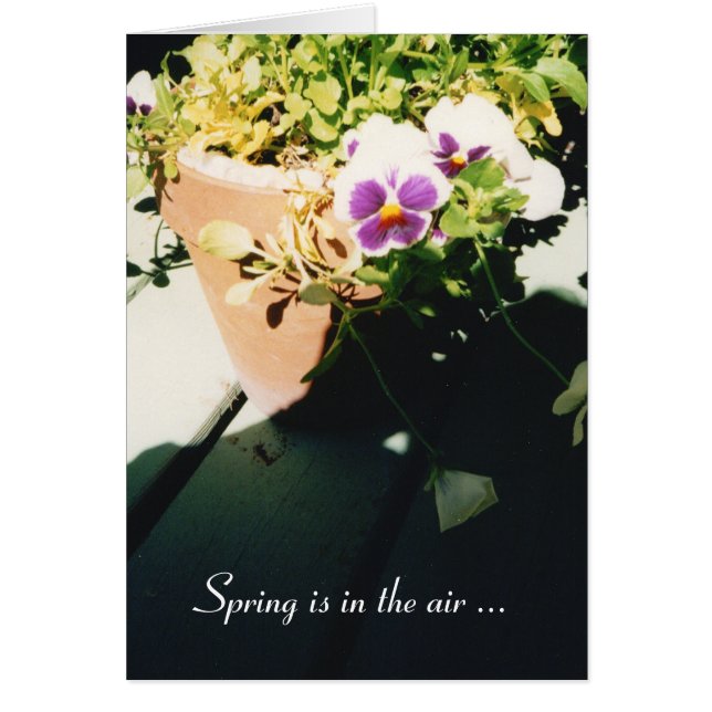 Potted Spring Pansies (Front)