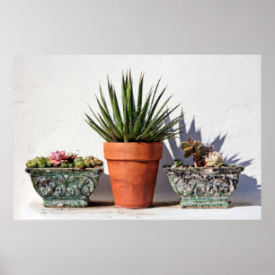 Potted Succulents Poster