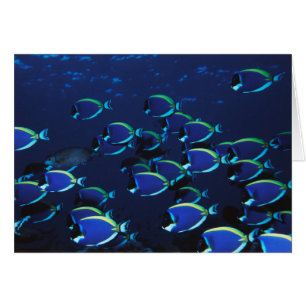 Poudre de l'école Bleu Surgeonfish