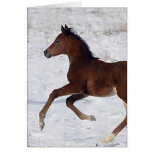 Poulain arabe dans la neige