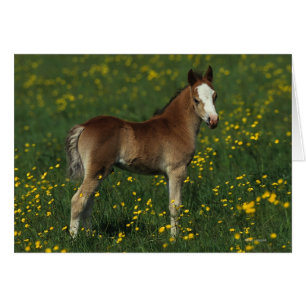 Poulain de Gallois