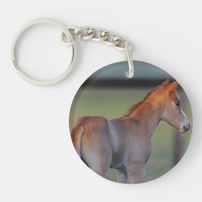 Poulain quart de cheval (Devant)