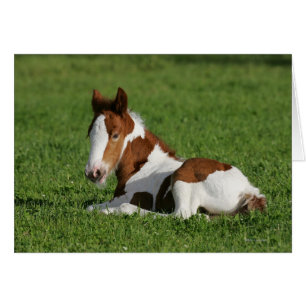 Poulain s'étendant dans l'herbe