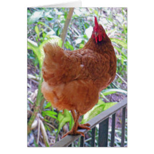 Poule de rouge d'île de Rhode