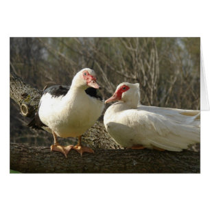 Poules de Moscovie dans un arbre