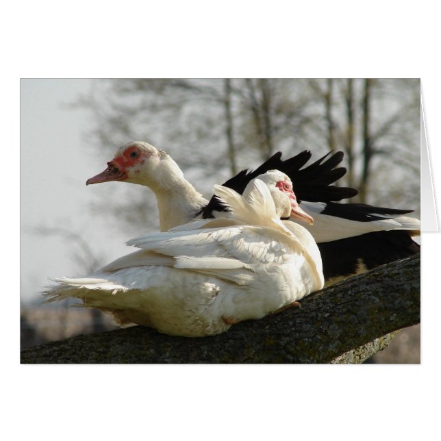 Poules de Moscovie dans un arbre (Devant horizontal)