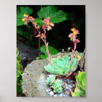 Poules et poules en fleur Imprimer ou poster