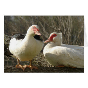Poules muscovées