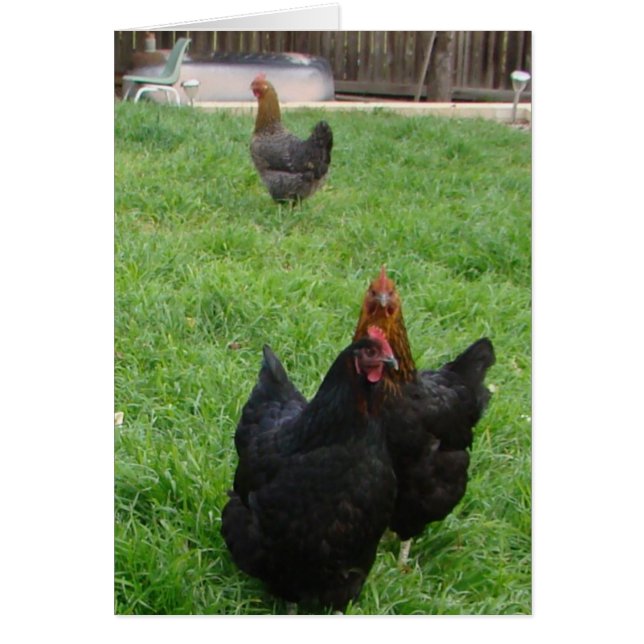 Poulet (Devant)
