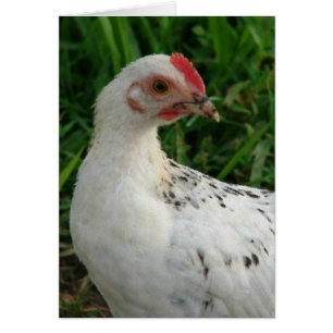 Poulet blanc