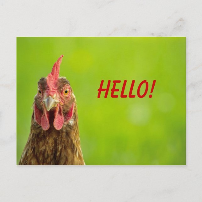 Poulet - Bonjour carte postale (Devant)