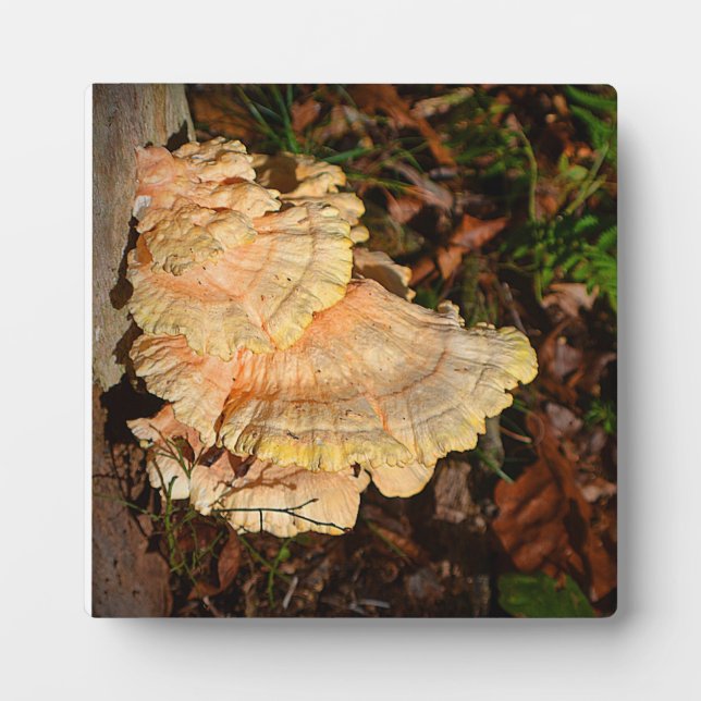 Poulet de la Plaque des Bois (Devant)