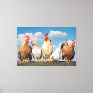 Poulet d'élevage sur une toile nuageuse de jour d'