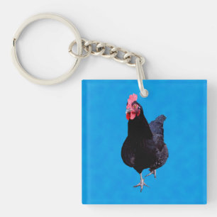 Poulet Noir Sur Arrière - plan Bleu Éponge,