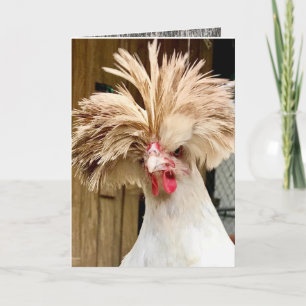poulet polonais "coop hair s'en fiche !"  Carte 5 