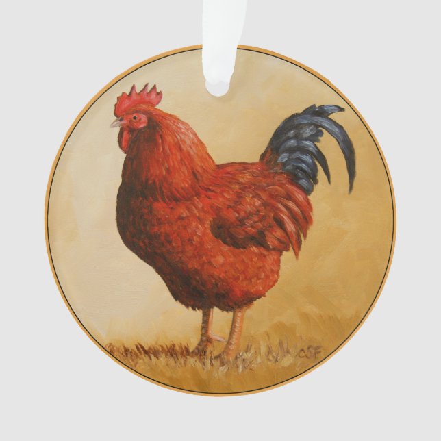 Poulet rouge du Rhode Island (devant)