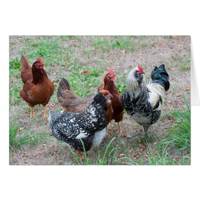 Poulets dans la cour (Devant horizontal)