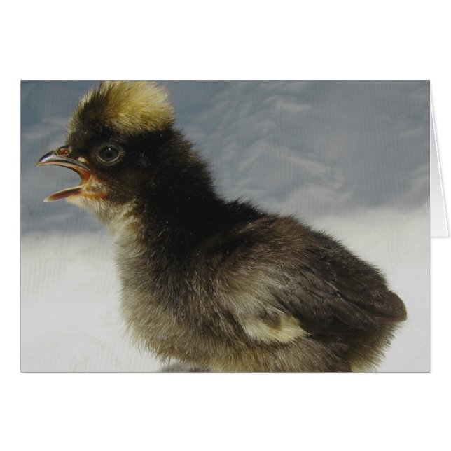 Poulets de bébé polonais (Devant horizontal)